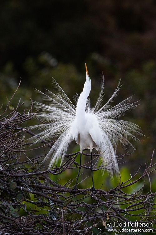 Great Egret, Wakodahatchee Wetlands, Palm Beach County, Florida, United States